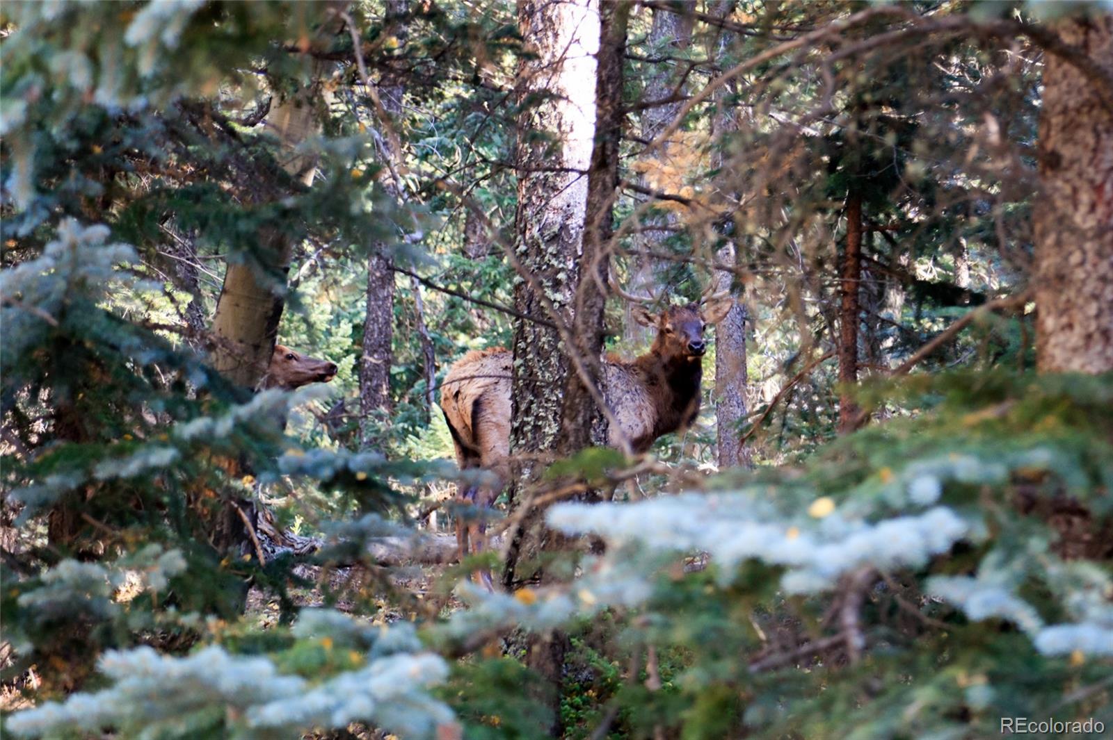950 Corral Creek Road Evergreen, CO 80439 - Photo 28 of 50 a view of a tree