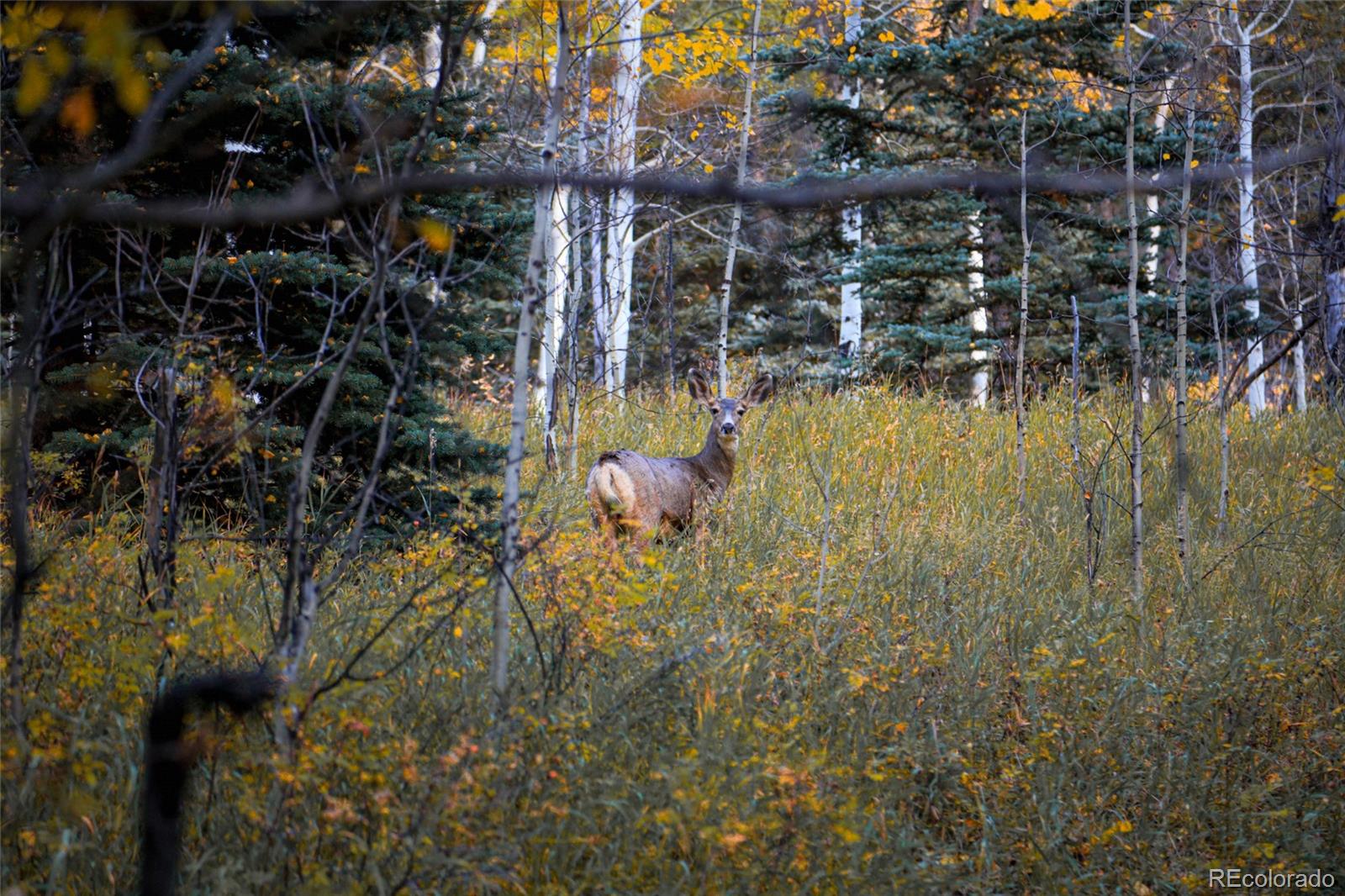 950 Corral Creek Road Evergreen, CO 80439 - Photo 31 of 50