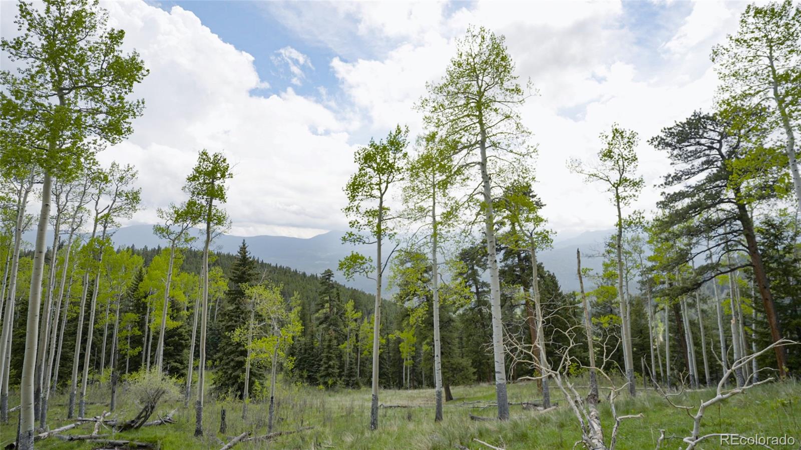 950 Corral Creek Road Evergreen, CO 80439 - Photo 39 of 50 a view of a garden