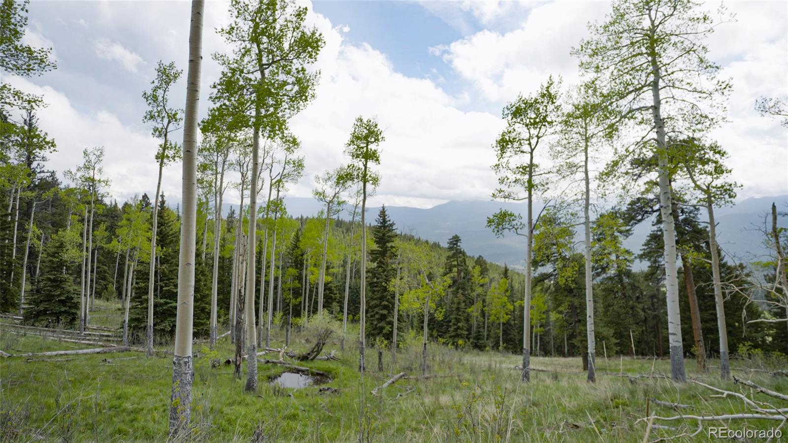 950 Corral Creek Road Evergreen, CO 80439 - Photo 40 of 50 a view of a garden