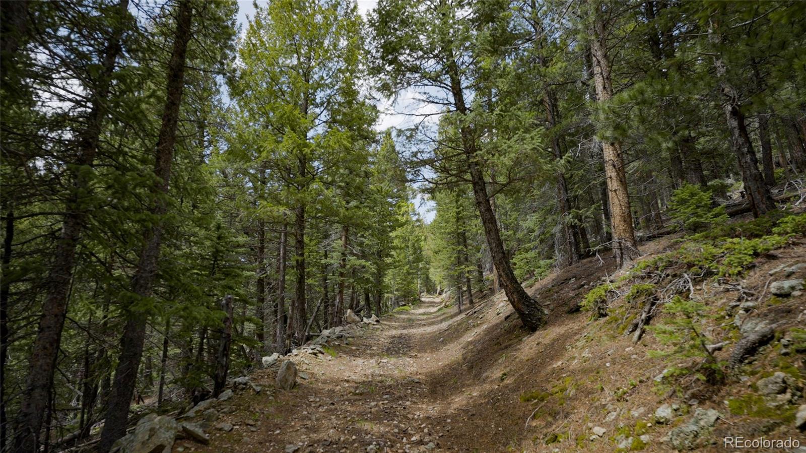 950 Corral Creek Road Evergreen, CO 80439 - Photo 5 of 50 a view of a forest with trees in the background