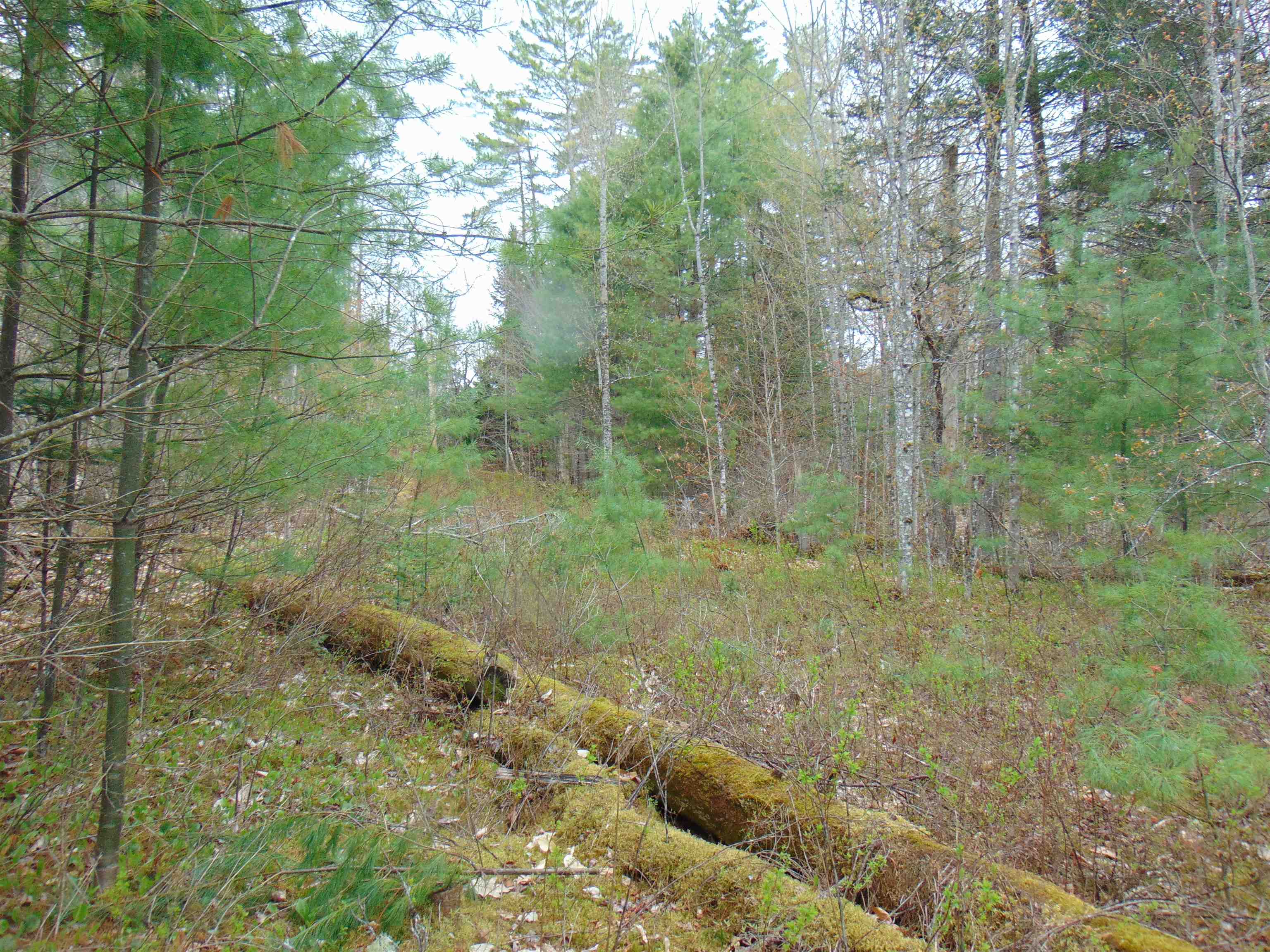 0 Walker Pit Road Lunenburg, VT 05906 - Photo 4 of 4 Gallery Image 4
