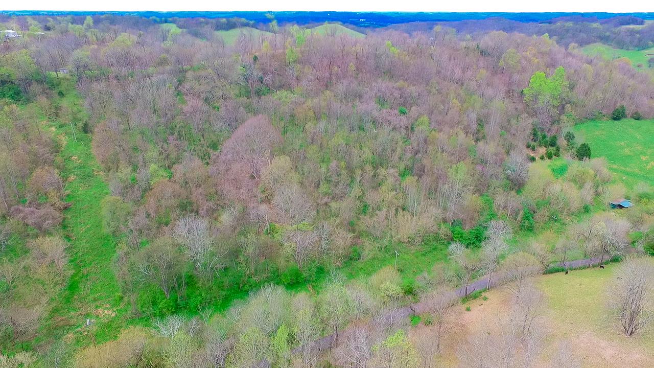 544 Spencer Ridge Road Lynchburg, TN 37352 - Photo 7 of 22 a view of a lush green forest with trees