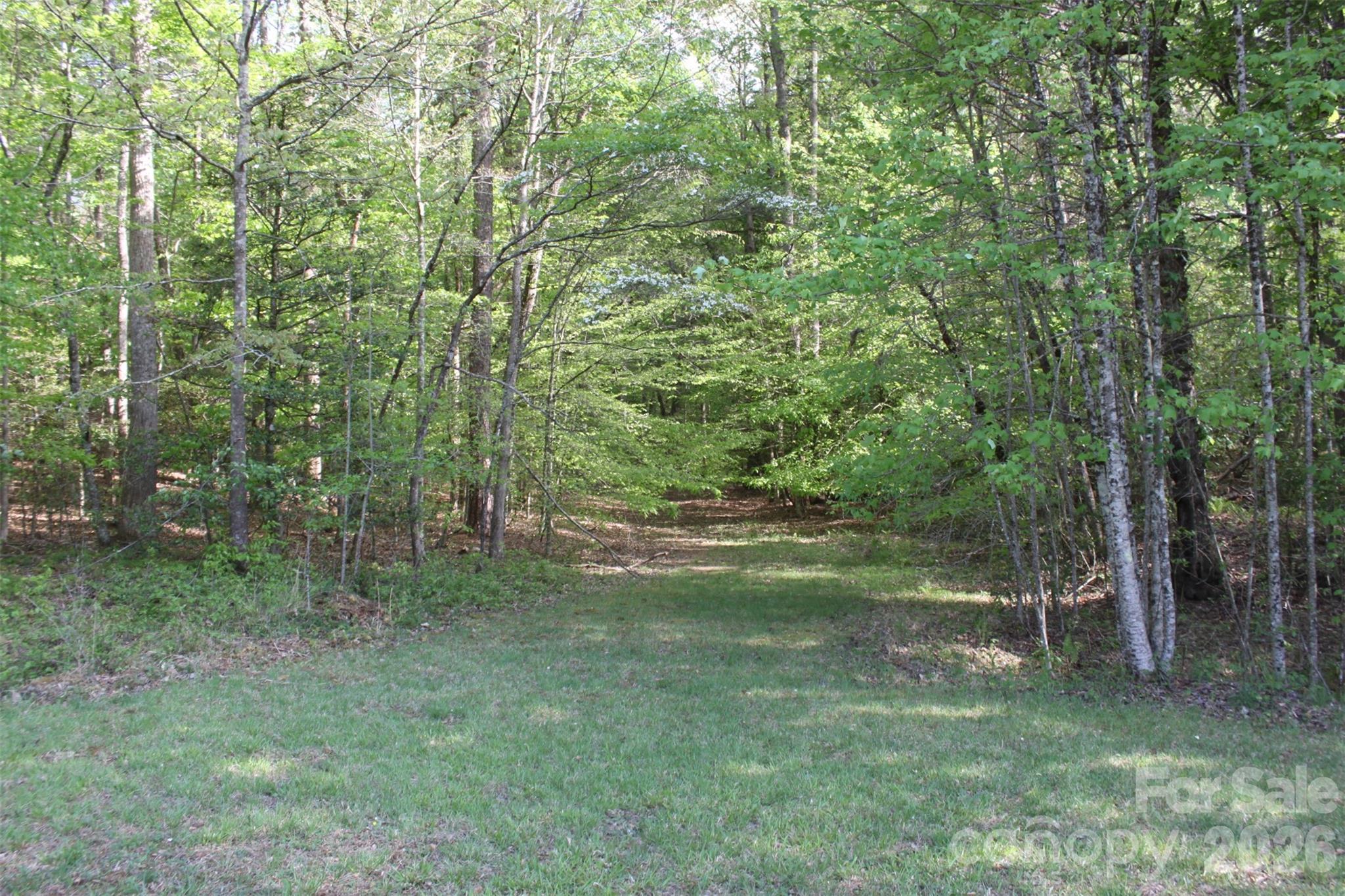 Tbd Austin Traphill Road Elkin, NC 28621 - Photo 4 of 14 a view of a forest