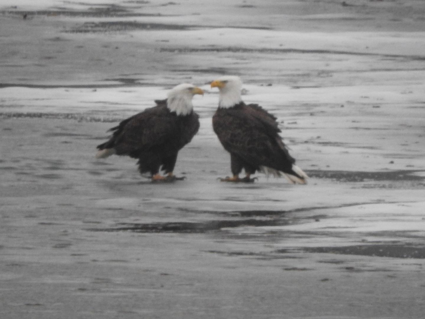 2185 Gainsboro Road Davis, IL 61019 - Photo 15 of 23 a view of entryway