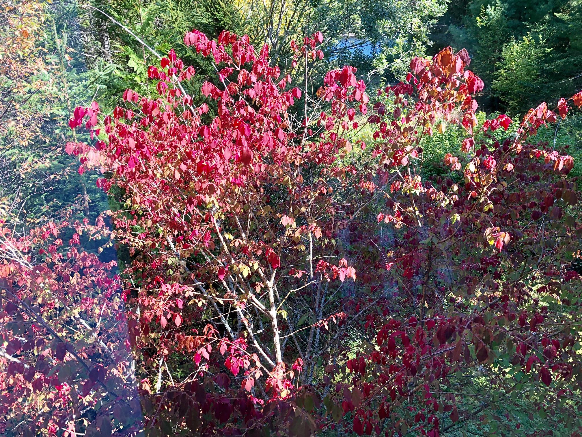 58 Daddy Johnny Road Tremont, ME 04674 - Photo 37 of 52 Fall colors