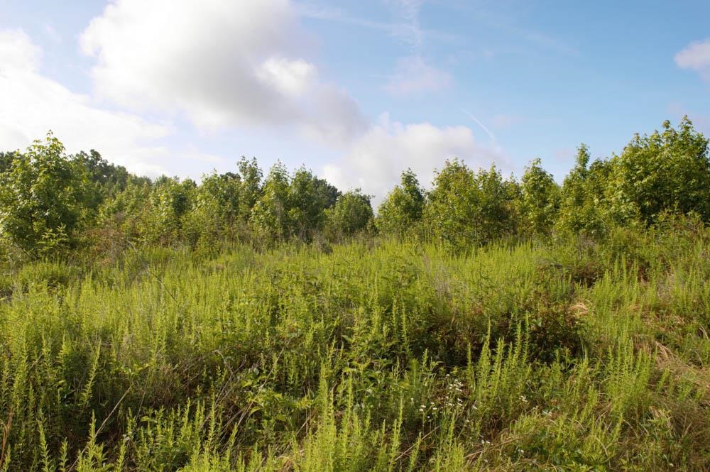 Buck Shoals Road Gaffney, SC 29341 - Photo 13 of 20