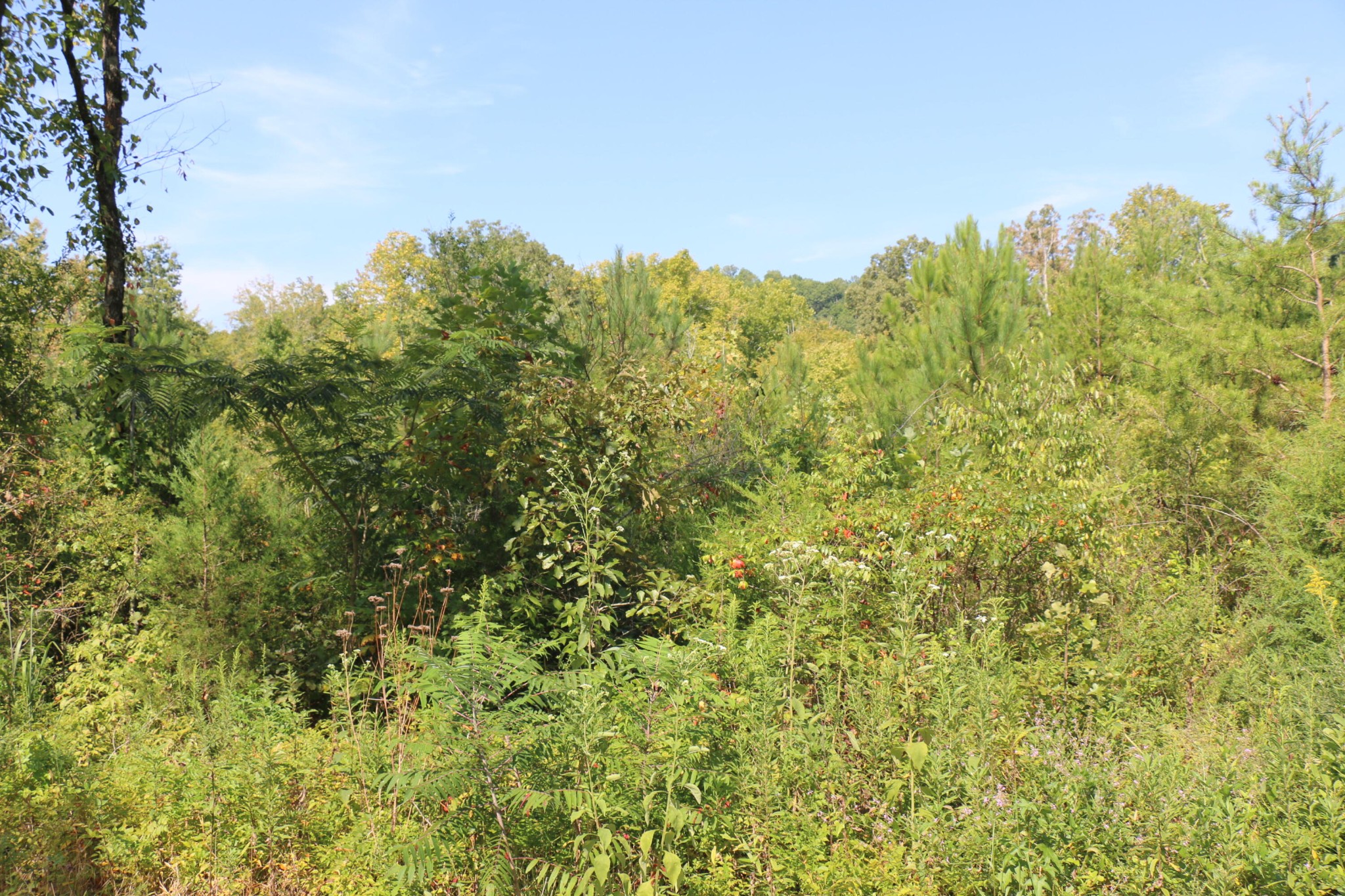 5 County Road 754 Riceville, TN 37370 - Photo 3 of 6 Gallery Image 3