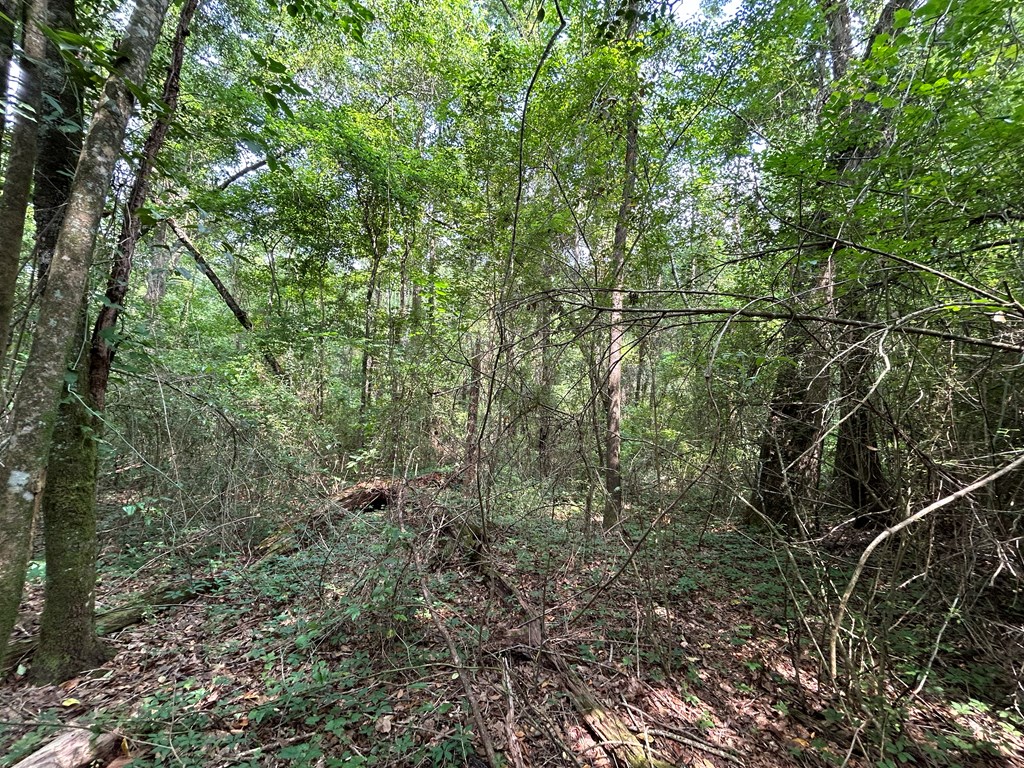 40.522-ac Cecil Varnum Road Dothan, AL 36301 - Photo 10 of 38