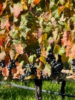 995 Suncrest Road Talent, OR 97540 - Photo 87 of 96 grapes