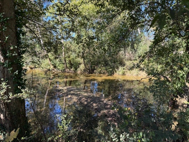 235 Old Mulberry Road Fayetteville, TN 37334 - Photo 36 of 37 a view of a yard with plants and trees