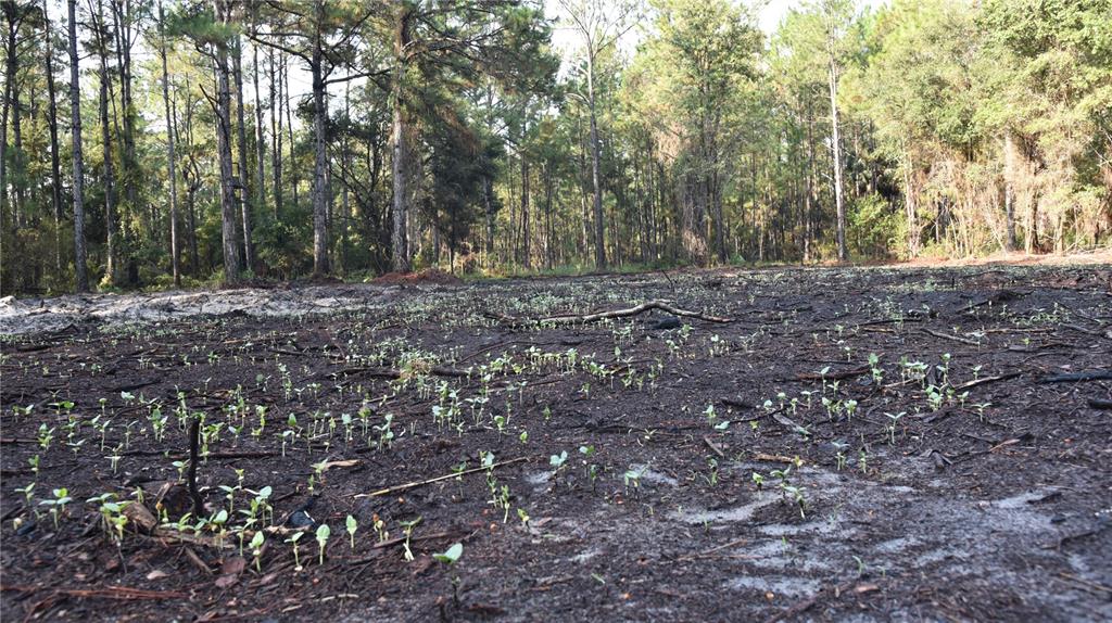 180 Caravelle Farms Road Palatka, FL 32177 - Photo 11 of 37