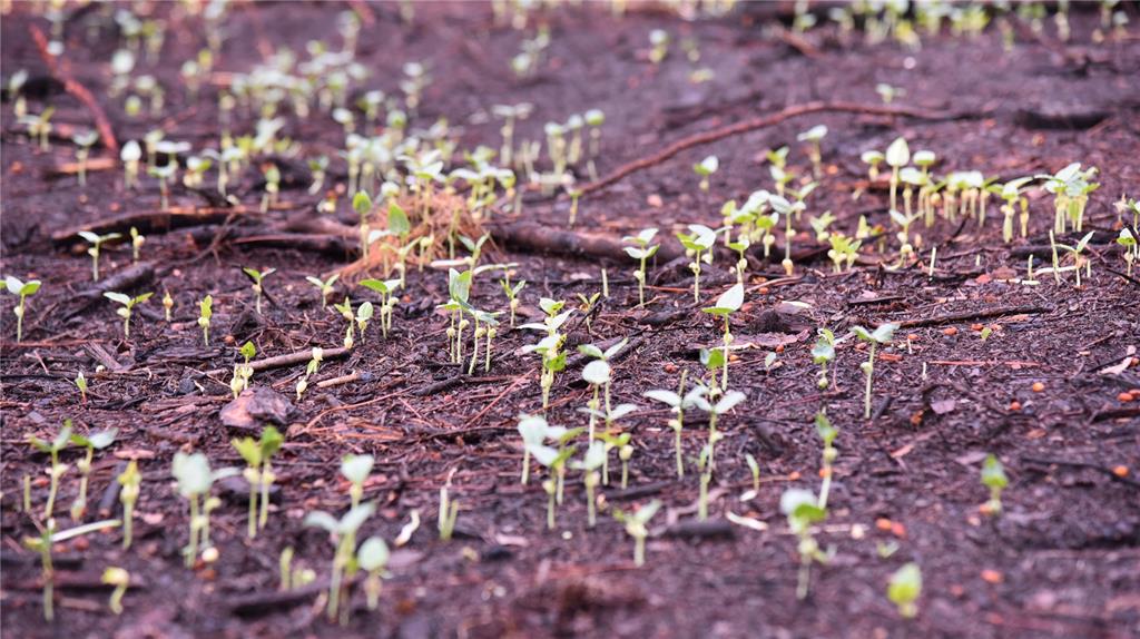 180 Caravelle Farms Road Palatka, FL 32177 - Photo 12 of 37