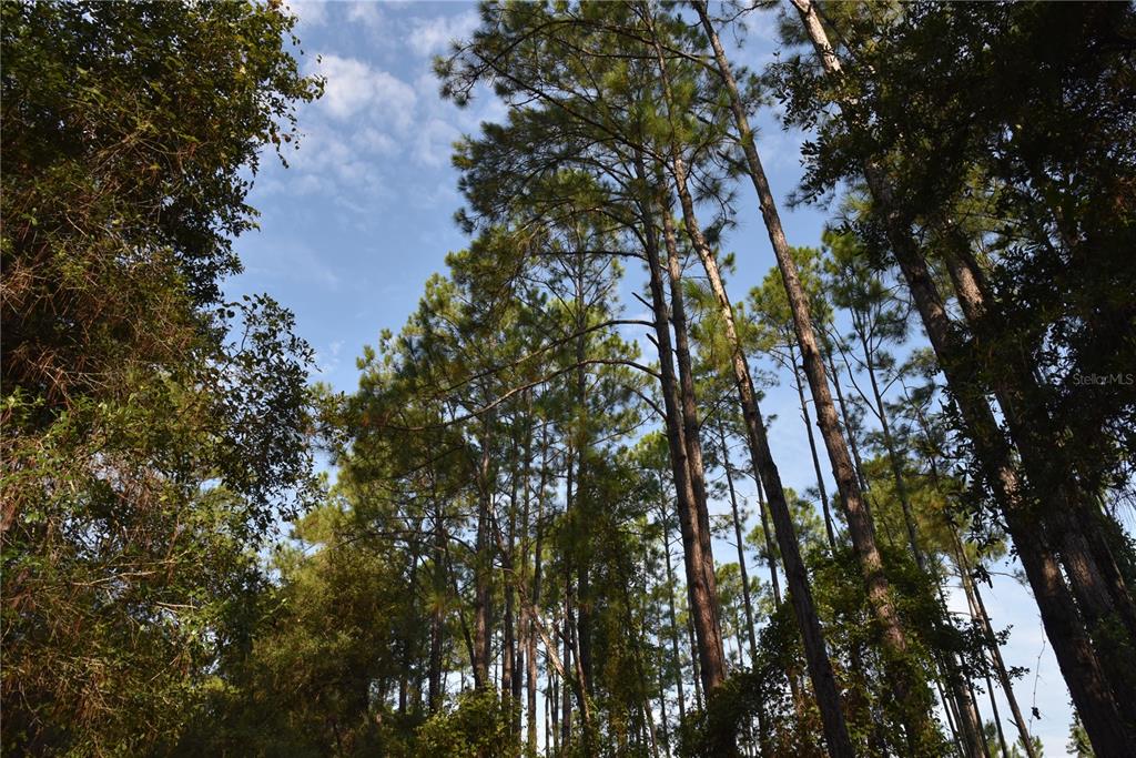 180 Caravelle Farms Road Palatka, FL 32177 - Photo 13 of 37