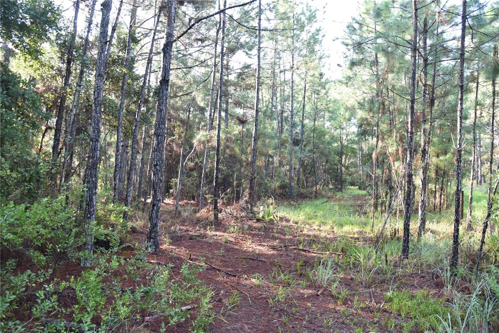 180 Caravelle Farms Road Palatka, FL 32177 - Photo 22 of 37