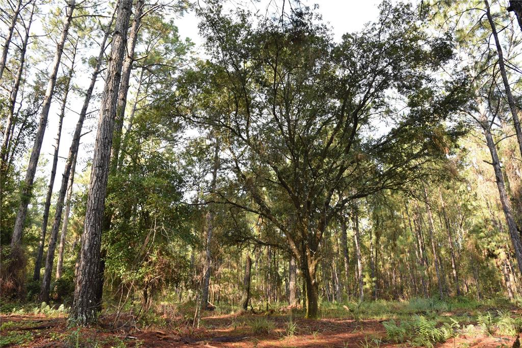 180 Caravelle Farms Road Palatka, FL 32177 - Photo 24 of 37