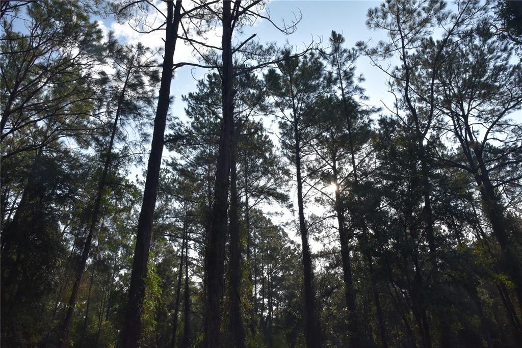 180 Caravelle Farms Road Palatka, FL 32177 - Photo 27 of 37