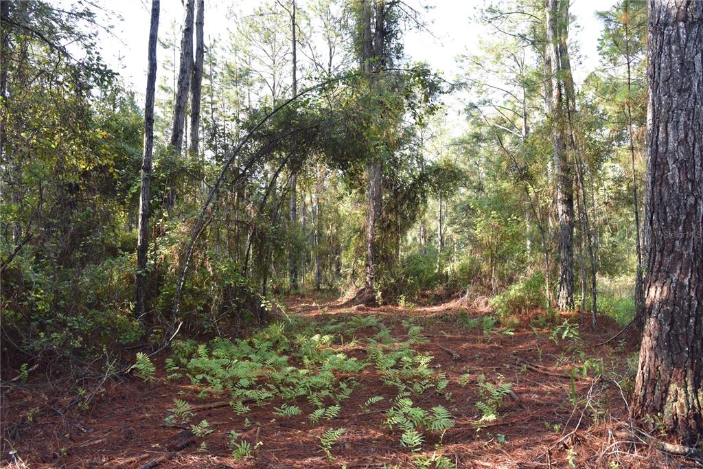 180 Caravelle Farms Road Palatka, FL 32177 - Photo 31 of 37