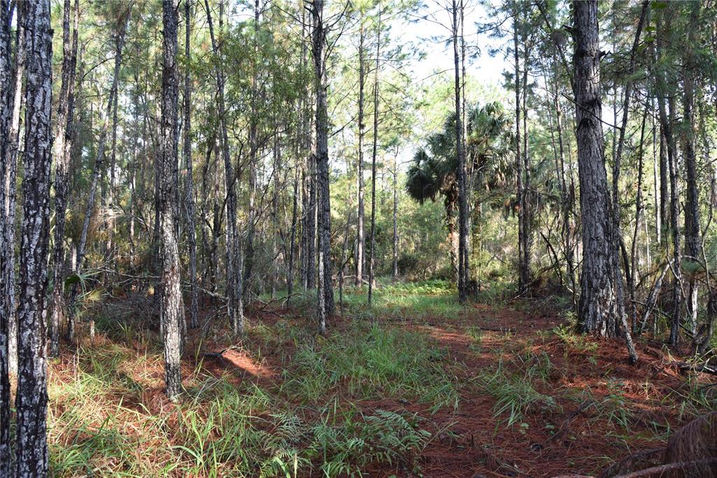 180 Caravelle Farms Road Palatka, FL 32177 - Photo 34 of 37