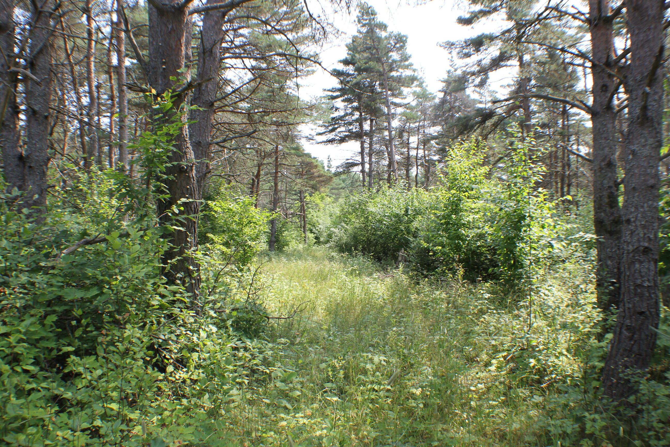 Gallery Image 6