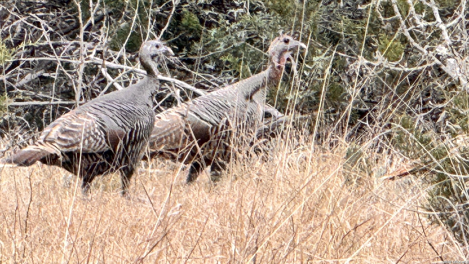 884 Sd 16010 Rocksprings, TX 78880 - Photo 2 of 41