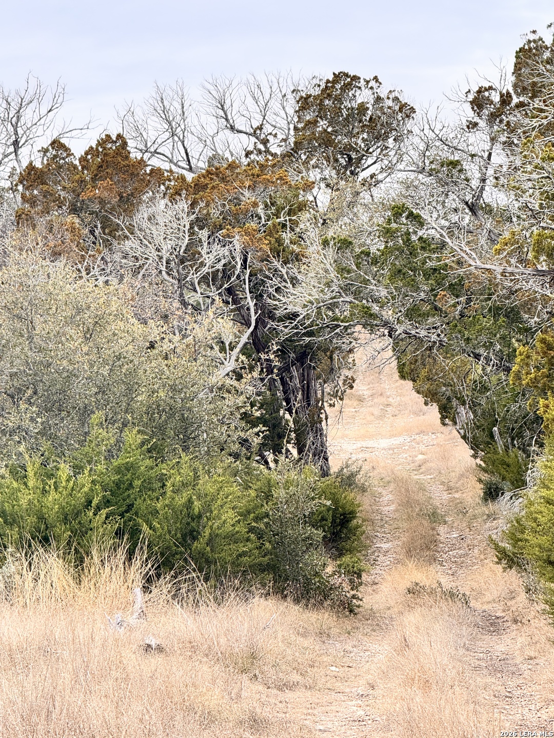 884 Sd 16010 Rocksprings, TX 78880 - Photo 31 of 41 a view of a yard with a tree