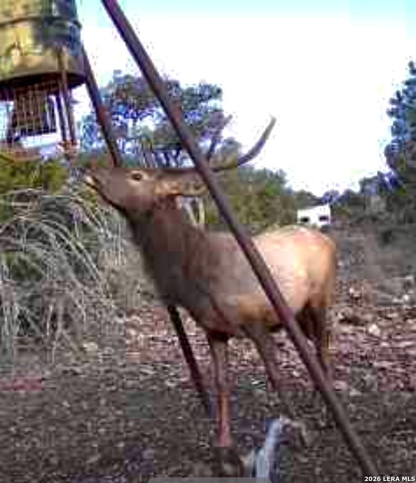 884 Sd 16010 Rocksprings, TX 78880 - Photo 7 of 41 a view of a yard