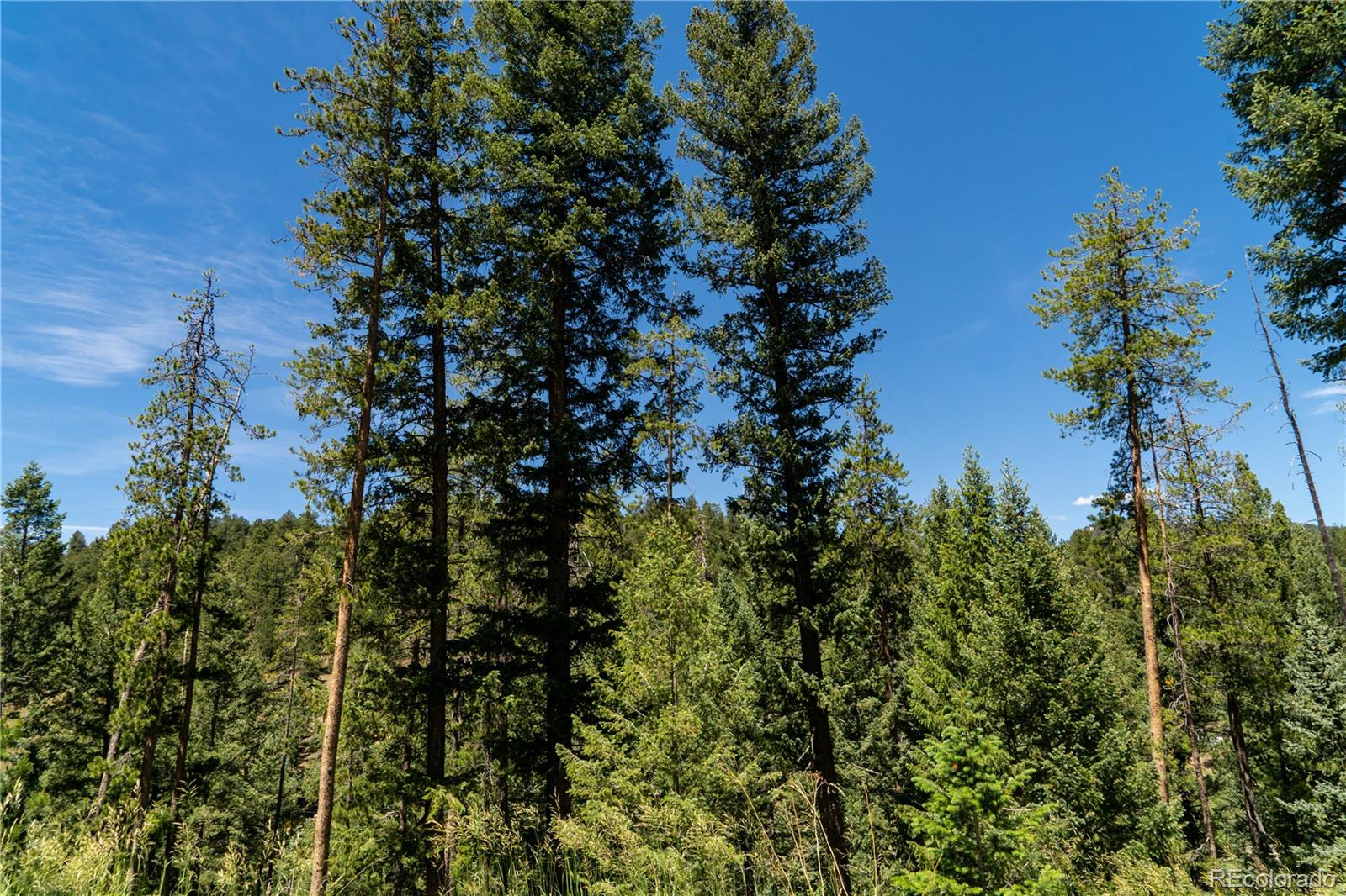 6814 Lynx Lair Road Evergreen, CO 80439 - Photo 6 of 19