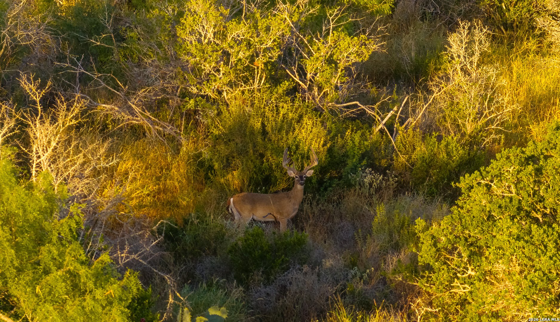 1909 Hubbard Road Cotulla, TX 78014 - Photo 6 of 50 Gallery Image 6