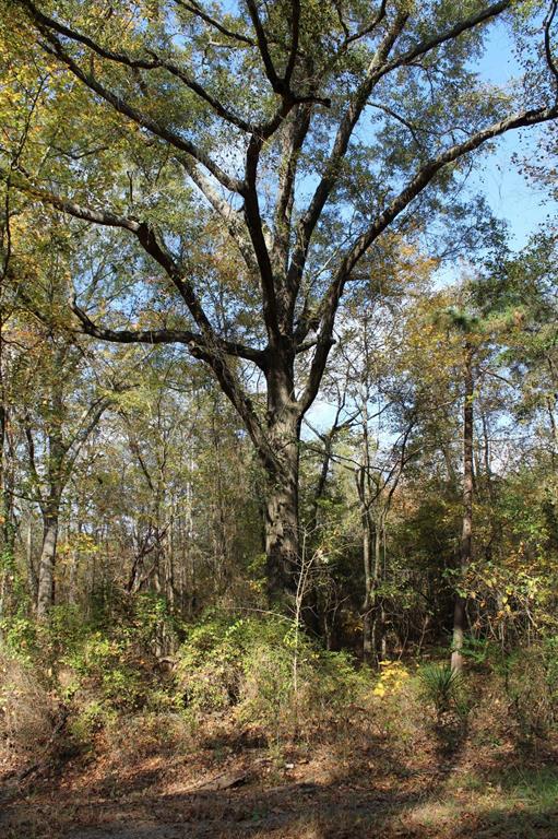 0 Harris Road Minden, LA 71055 - Photo 2 of 8