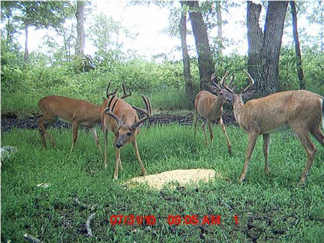 316 Walker Branch Road Dunlap, TN 37327 - Photo 31 of 35 Additional Photo