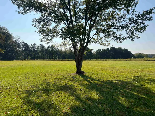 a view of an ocean with a large trees