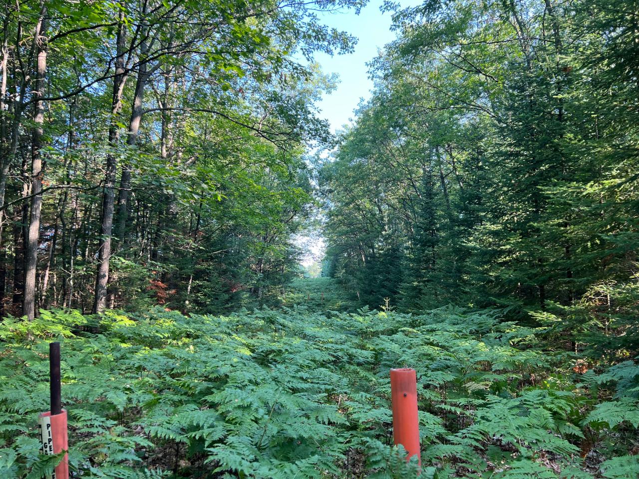 On Townline Lake Road Rhinelander, WI 54501 - Photo 6 of 8 Gallery Image 6