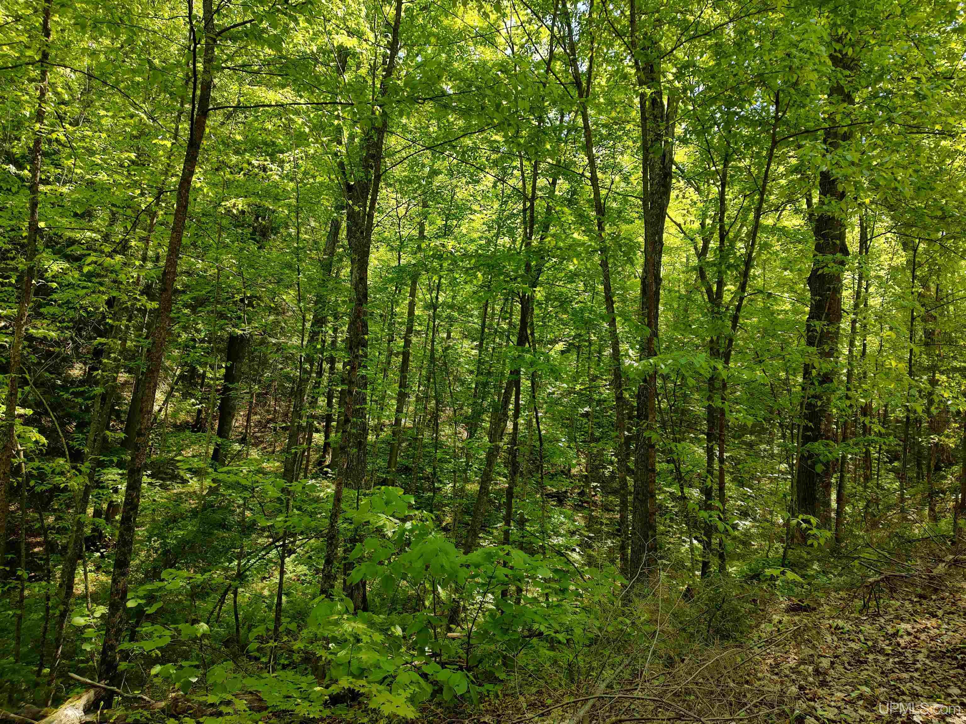 Tbd Rockland Road Ontonagon, MI 49953 - Photo 10 of 26 Gallery Image 10