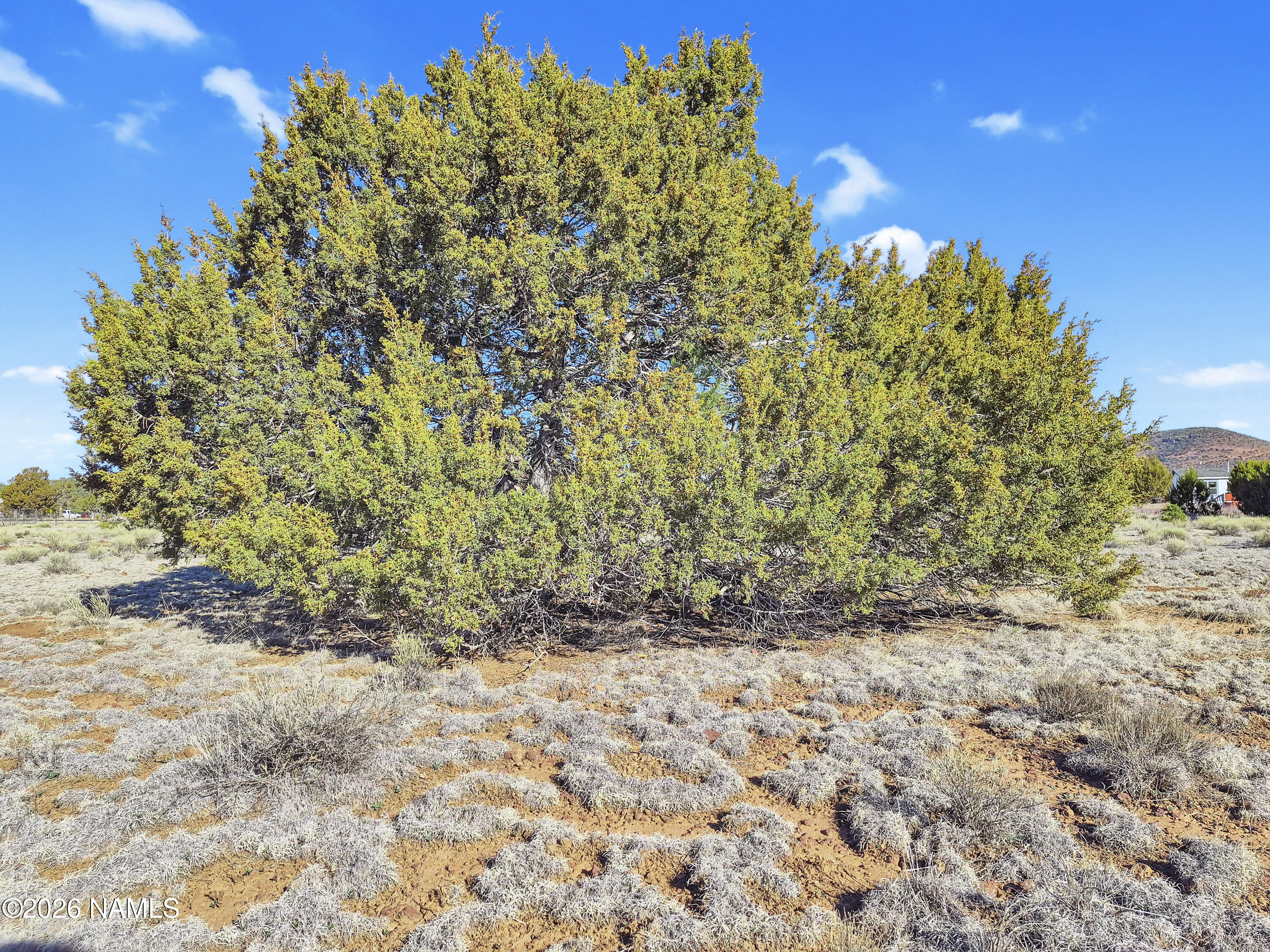 908 Hoctor Road Williams, AZ 86046 - Photo 8 of 17 Trees