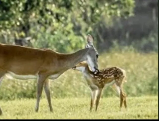 $49,000 | 345 Sandy Trail, Angleton, TX 77515