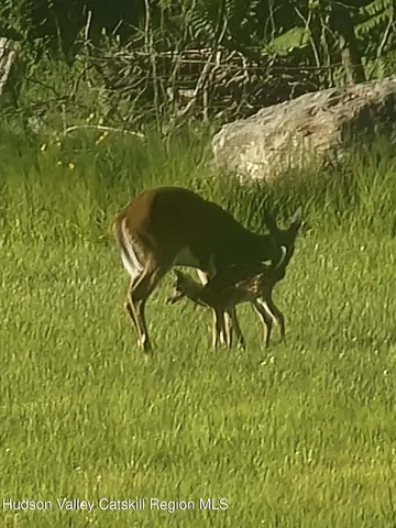 a view of a swimming pool with a yard