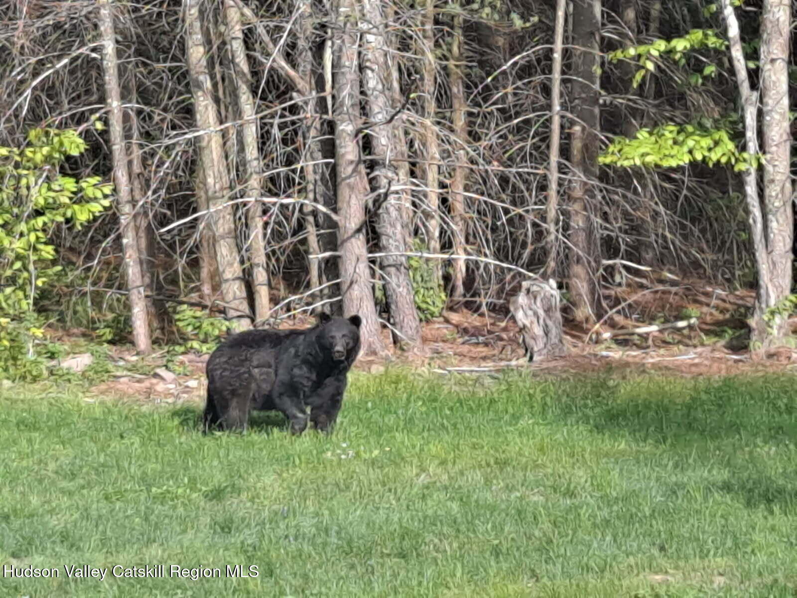 89 Zinno Road Ashland, NY 12496 - Photo 34 of 37 a backyard of a house with lots of green space