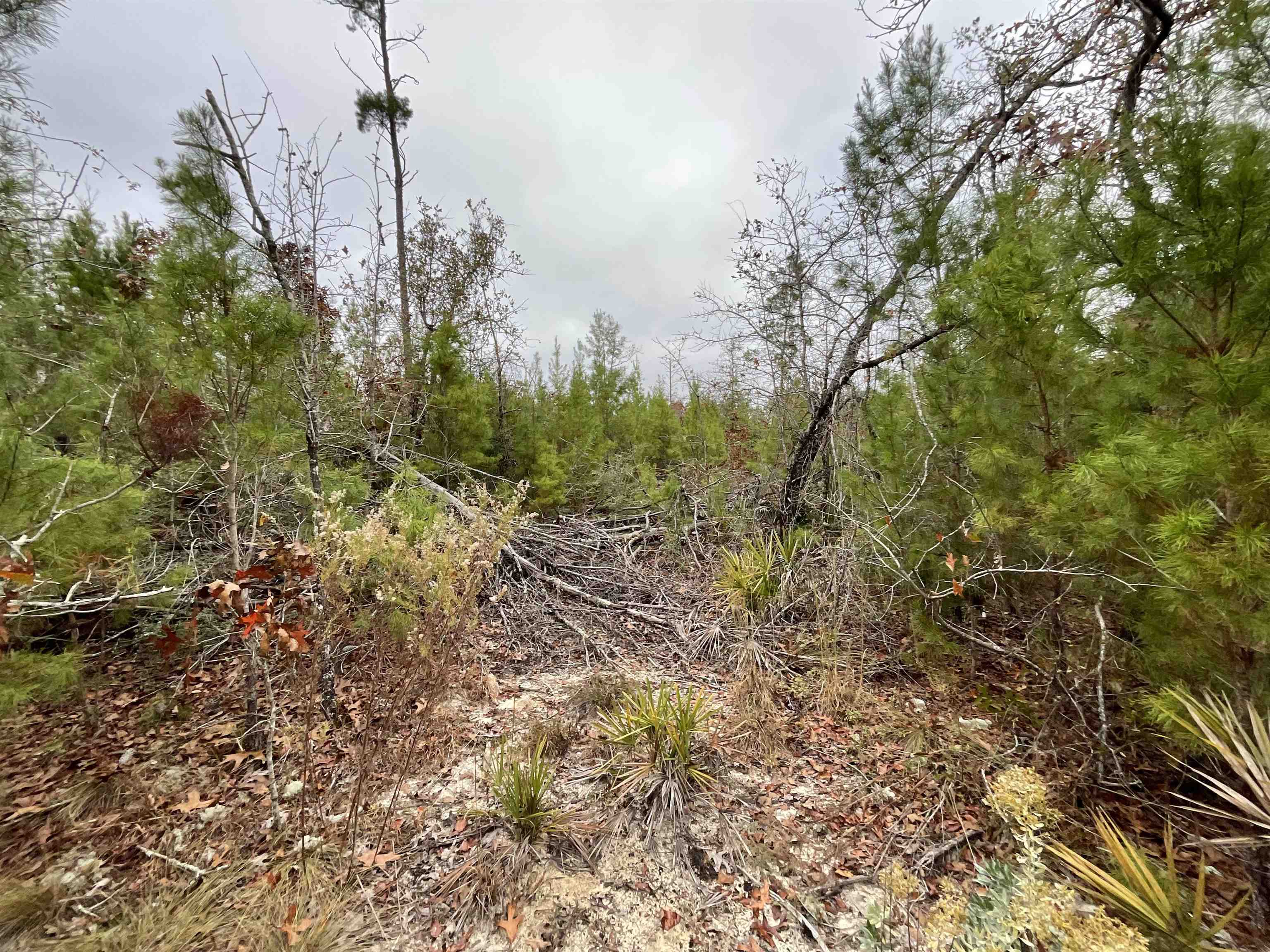 Vacant Joshua Road Marianna, FL 32448 - Photo 12 of 51 Gallery Image 12