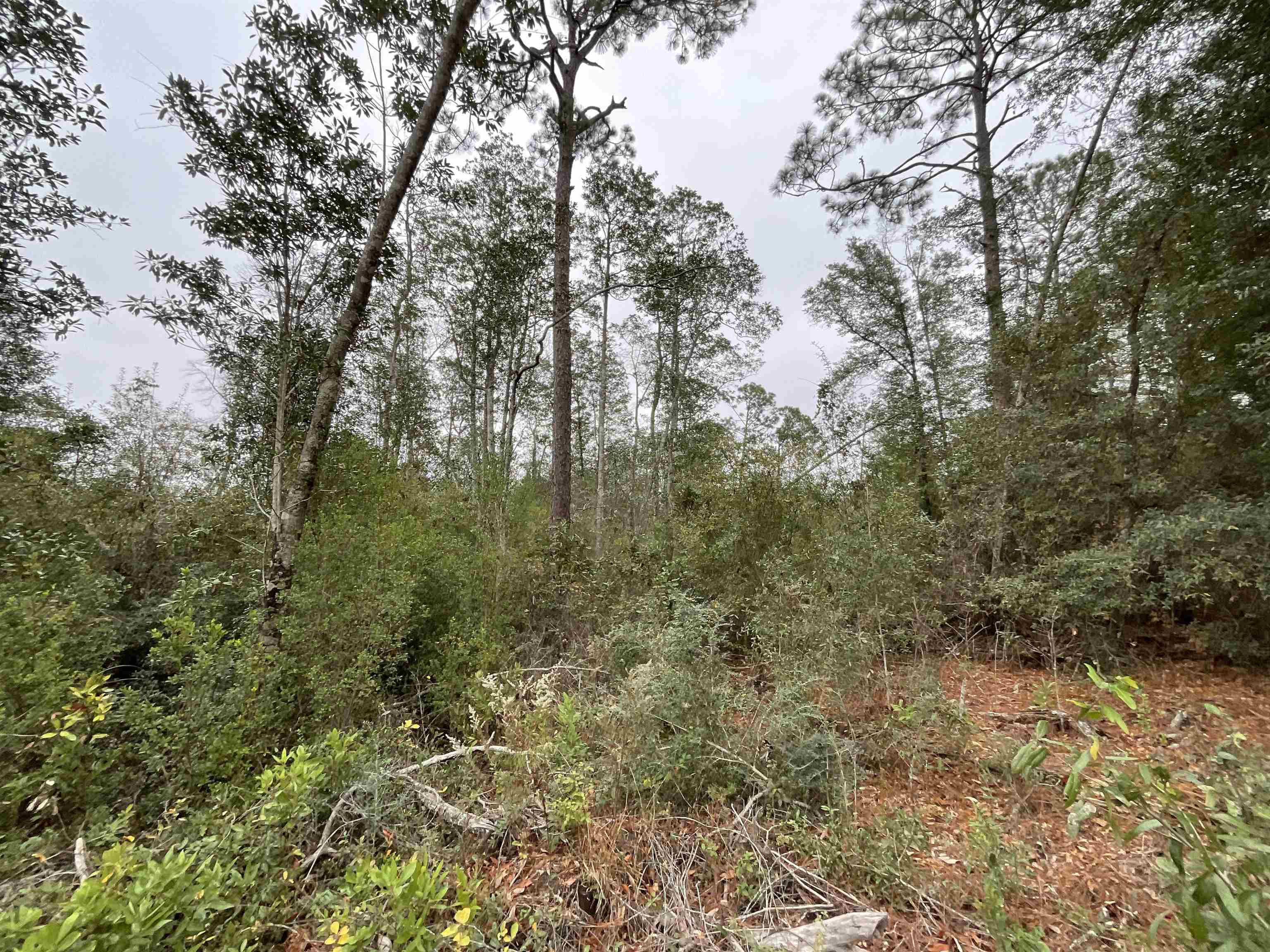 Vacant Joshua Road Marianna, FL 32448 - Photo 13 of 51