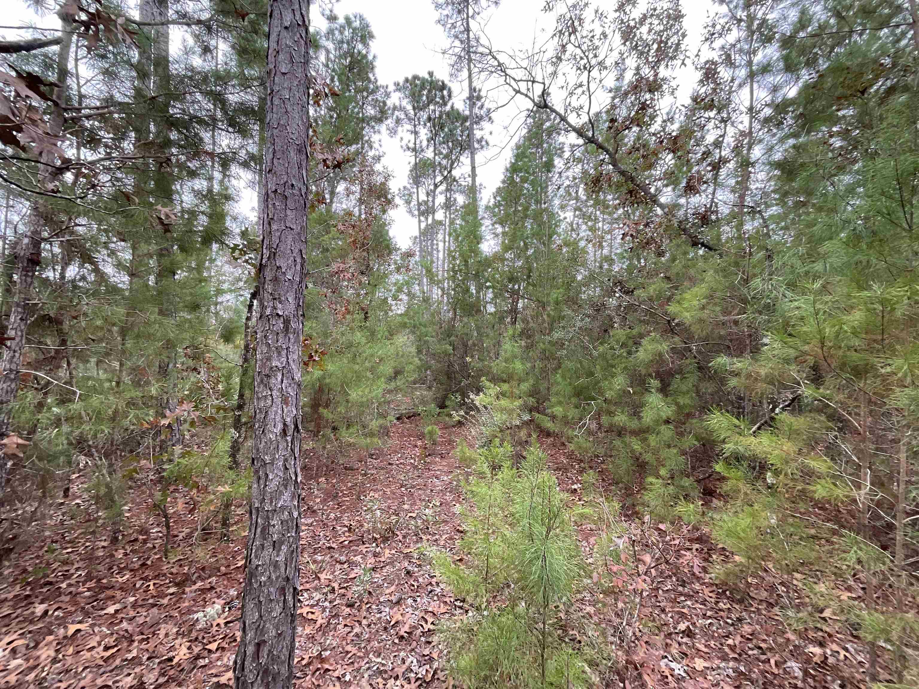 Vacant Joshua Road Marianna, FL 32448 - Photo 18 of 51