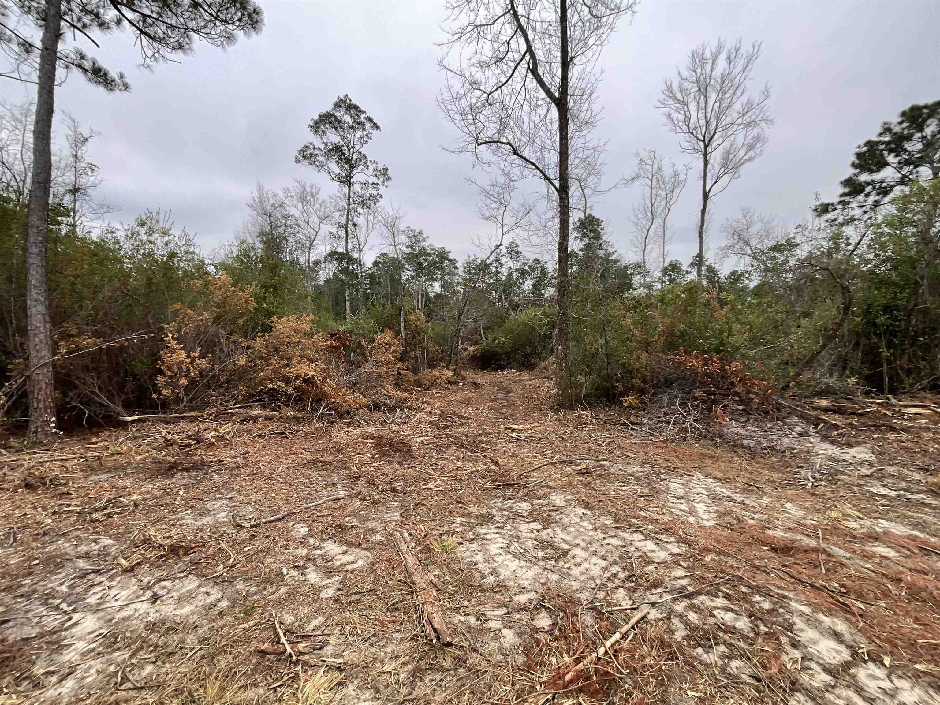 Vacant Joshua Road Marianna, FL 32448 - Photo 19 of 51 Gallery Image 19