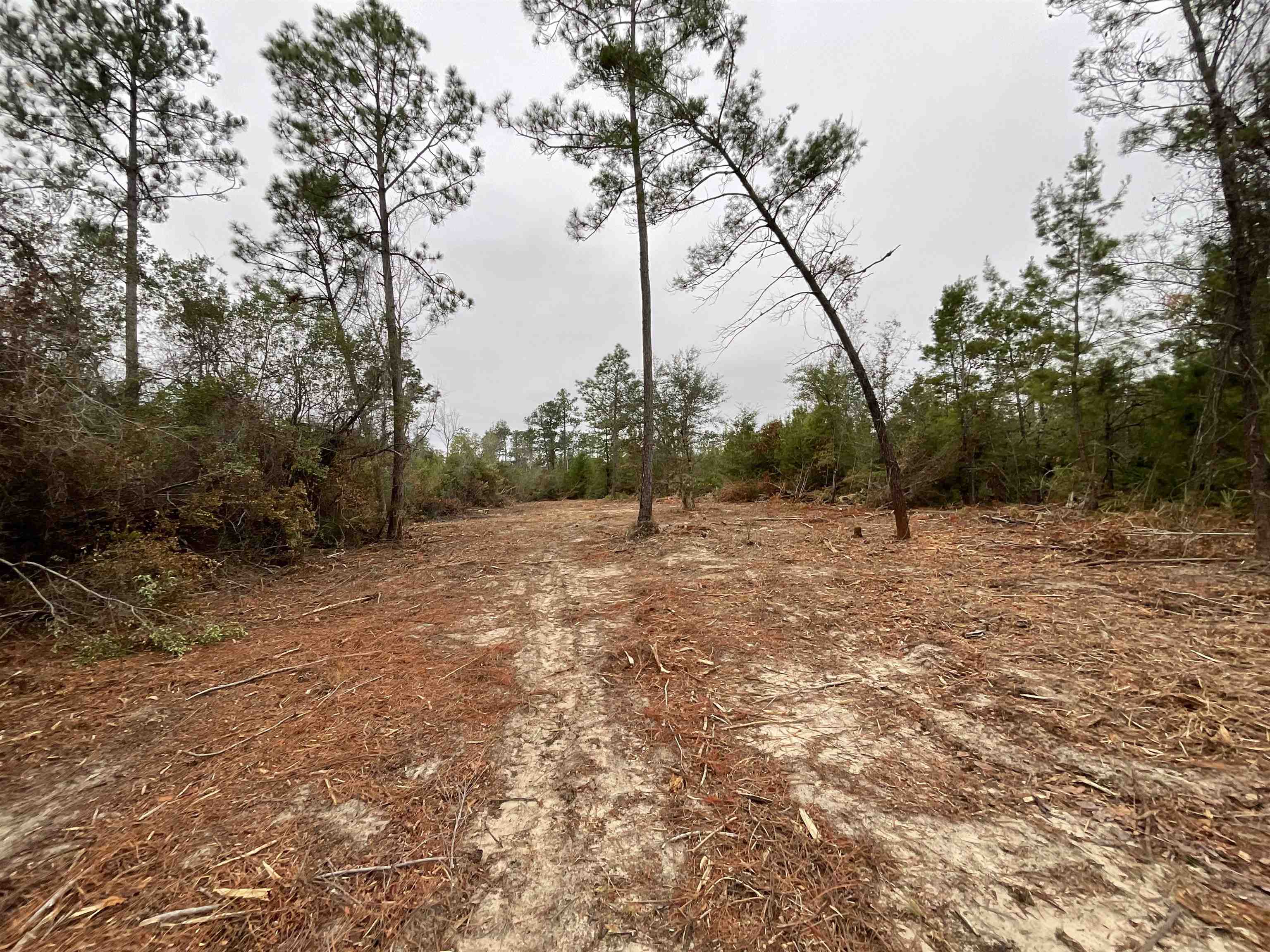 Vacant Joshua Road Marianna, FL 32448 - Photo 23 of 51