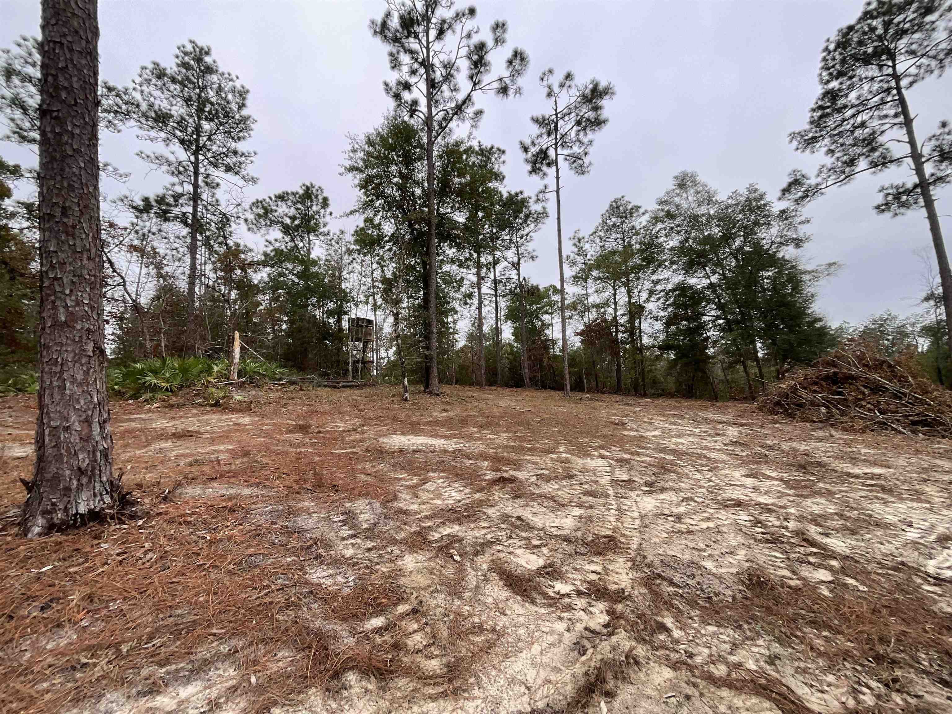 Vacant Joshua Road Marianna, FL 32448 - Photo 23 of 51 Gallery Image 23