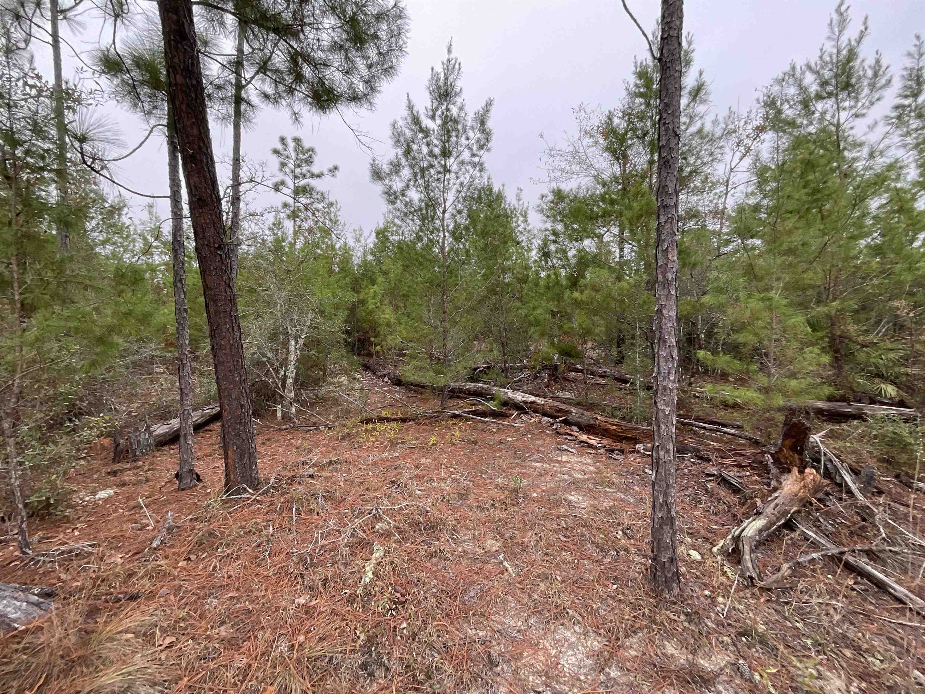Vacant Joshua Road Marianna, FL 32448 - Photo 24 of 51 Gallery Image 24