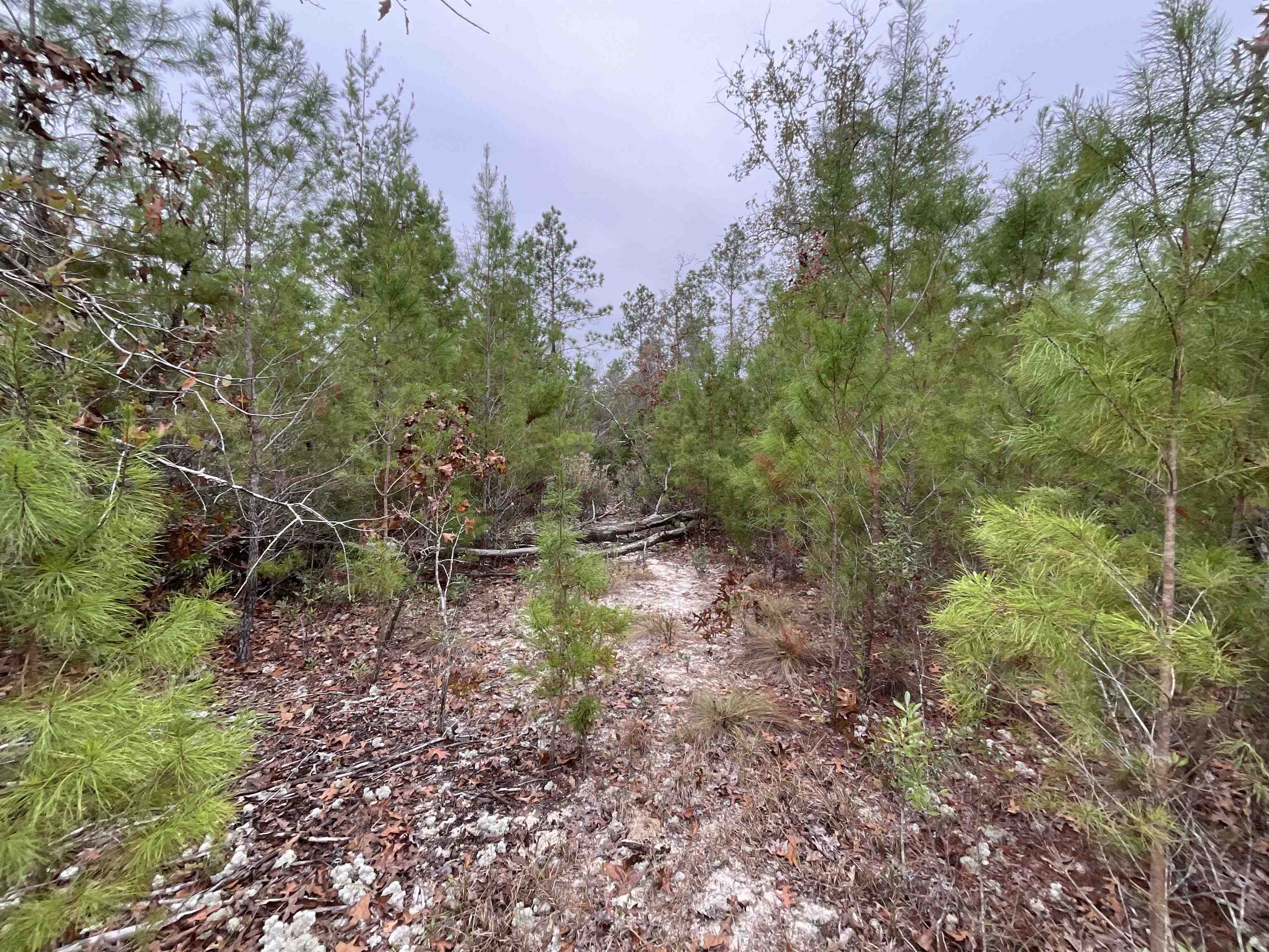 Vacant Joshua Road Marianna, FL 32448 - Photo 25 of 51 Gallery Image 25