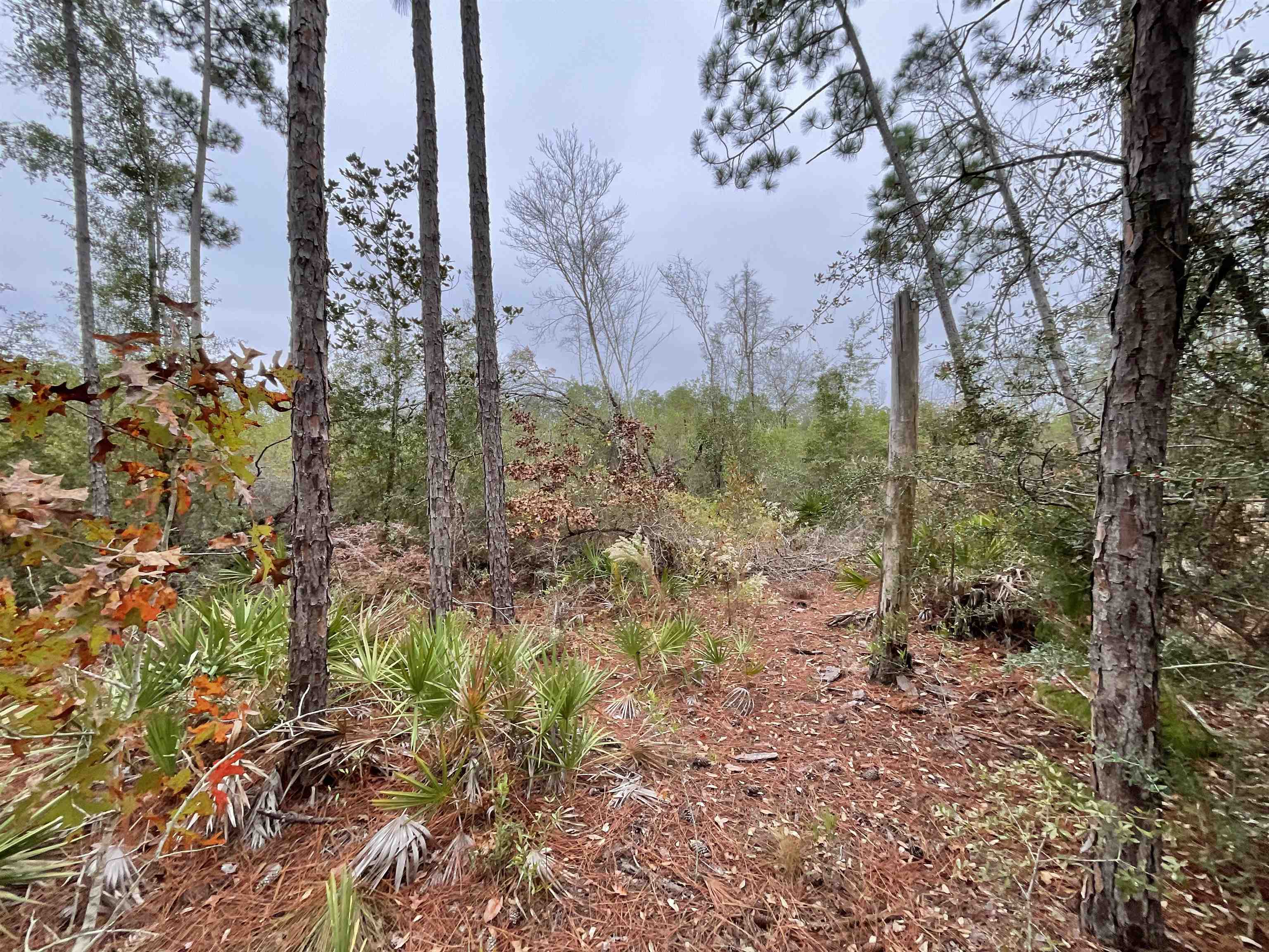 Vacant Joshua Road Marianna, FL 32448 - Photo 27 of 51