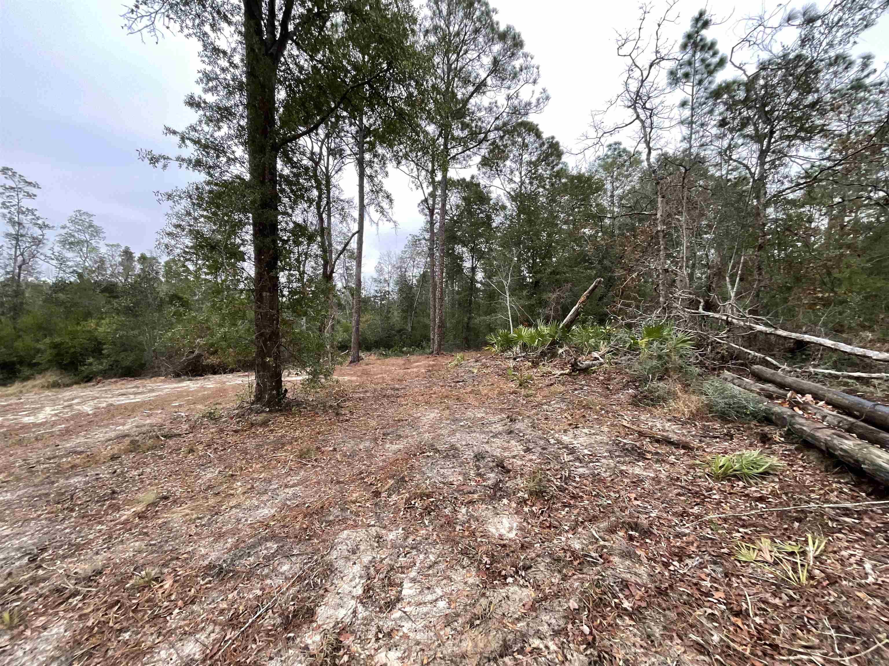 Vacant Joshua Road Marianna, FL 32448 - Photo 46 of 51 Gallery Image 46