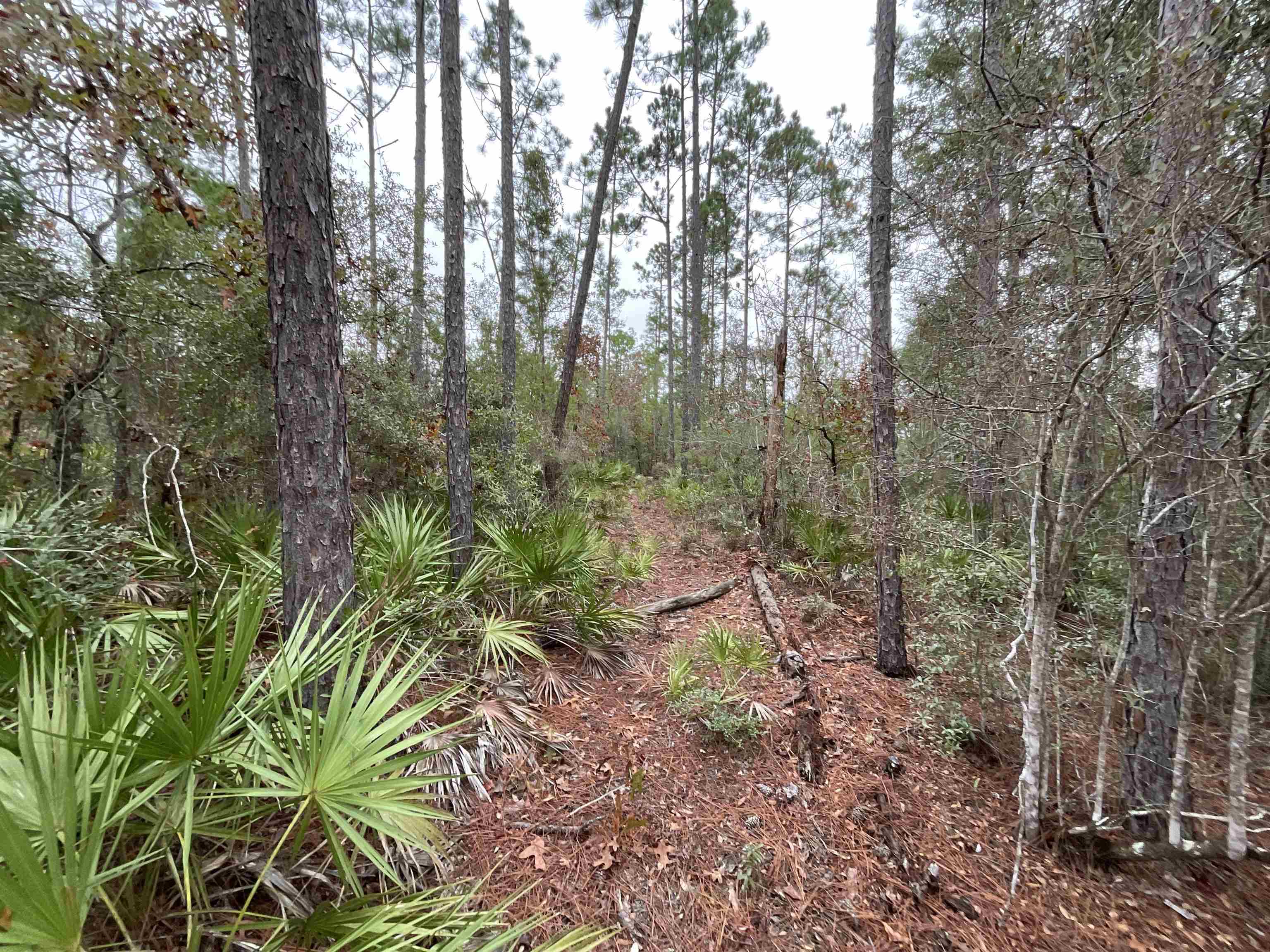 Vacant Joshua Road Marianna, FL 32448 - Photo 49 of 51