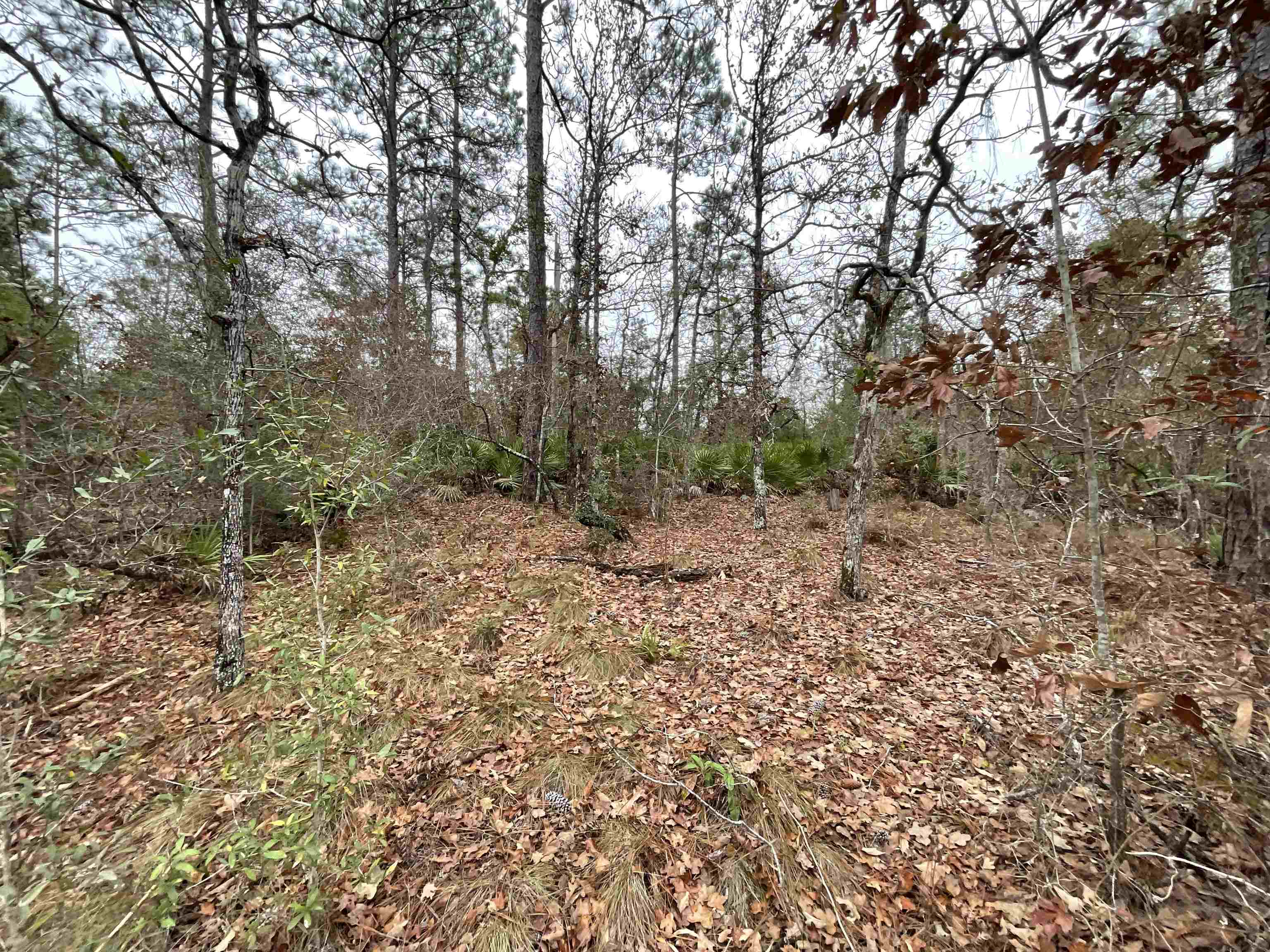 Vacant Joshua Road Marianna, FL 32448 - Photo 7 of 51